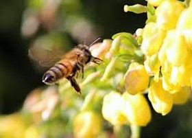 honeybee lg