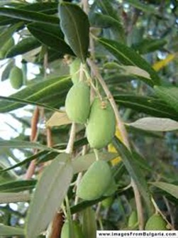 olive tree lg