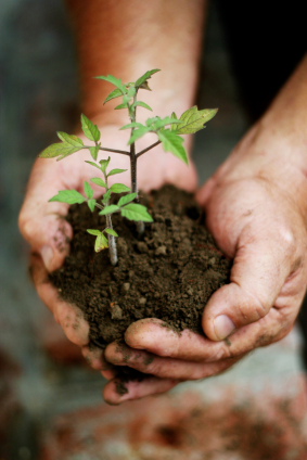 hands plant