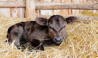 calf